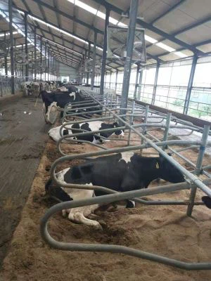 Kýrfríir sölubátar